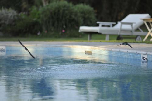 two birds flying over a pool of water at Ammos Naxos Exclusive Apartments & Studios in Naxos Chora