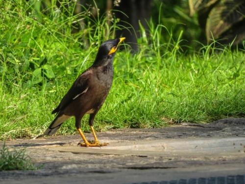 a black bird standing on the ground near some grass at Hotel Riverrina in Negombo