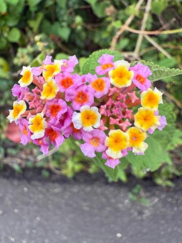 a bunch of pink and yellow flowers at PINOKKIO B&B Restaurant in Jimbaran
