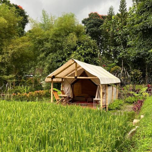 a tent in the middle of a field of grass at Bamboo Sanctuary Pancawati Resort Bogor in Ciherangsating