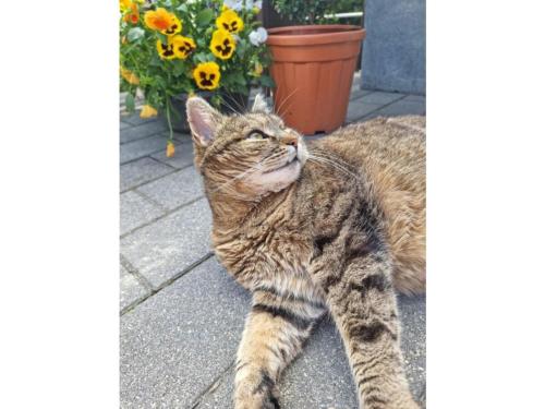 Mascotas con sus dueños en Kleintierhof Seidl-Eder