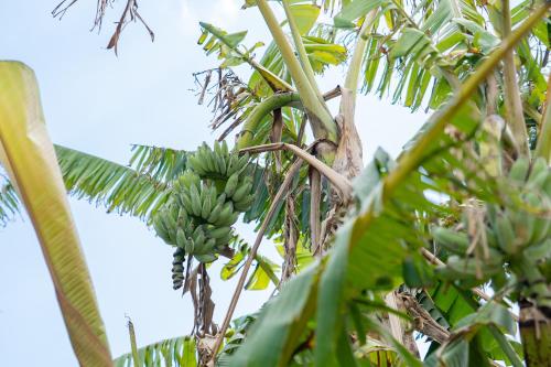a bunch of bananas hanging from a banana tree at Tamagusuku Terrace in Nanjo