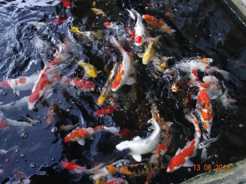 a bunch of kites in a bowl of water at Homestay Triniti in Lembang