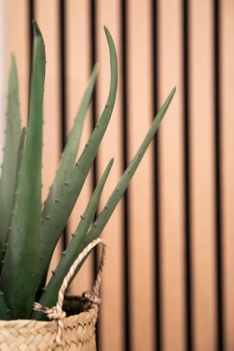 a green plant in a basket next to a wall at Bel appartement neuf en plein centre in Brantôme