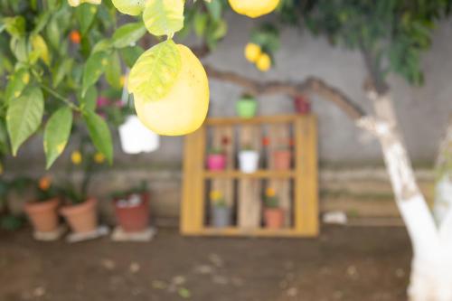 a lemon hanging from a tree next to a cabinet at Poulakis House in Asini