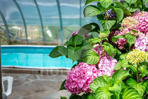 a bush of pink flowers next to a swimming pool at Blyan Family Hotel in Chiflik