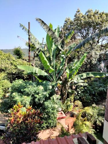 a palm tree in the middle of a garden at Girichintan Bunglow in Mahabaleshwar