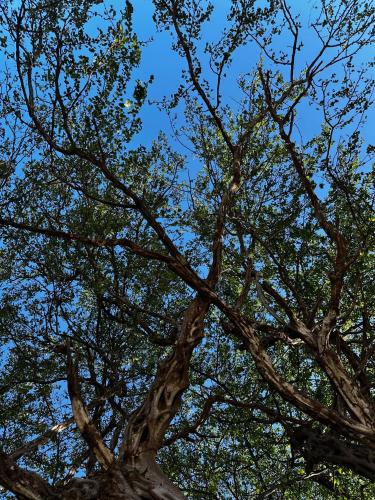 a close up of a tree with its branches at Narime Costa Rica in Palmira