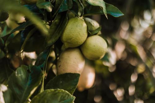 a bunch of green fruit hanging from a tree at Retreat, Relax, Repeat in Katoomba, Blue Mountains in Katoomba