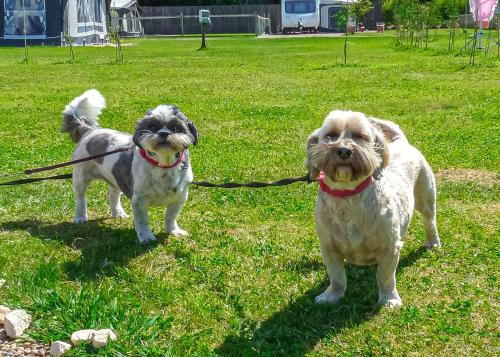 two dogs on leashes standing in the grass at Stream Valley Holiday Park in Penzance