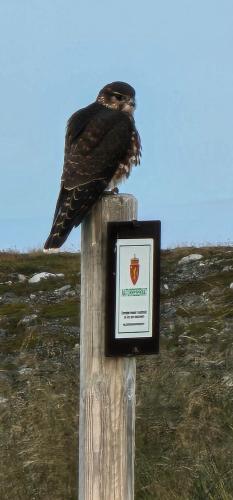 a bird perched on top of a wooden post at Gamvik brakkebo as in Gamvik