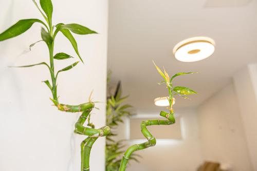 a green plant in a vase next to a ceiling at Bambú Suites Vegueta Alquiler por Habitación in Las Palmas de Gran Canaria