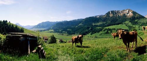 a group of cows in a field with mountains in the background at Landhaus Perktold in Nesselwängle