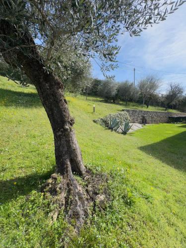 a tree in the middle of a grass field at Ca' Campitol in Torri del Benaco