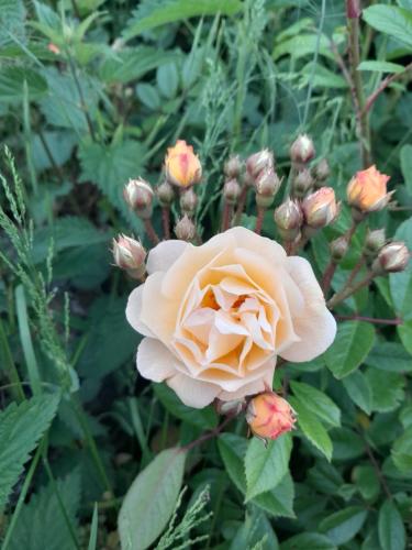 a pink rose is growing in a garden at Gîtes à l'ombre des chênes in Châteauvieux