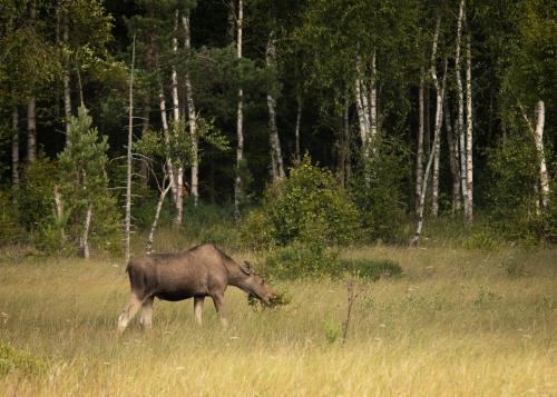 a moose grazing in a field of tall grass at Smålandstorpets lanthotell in Hok