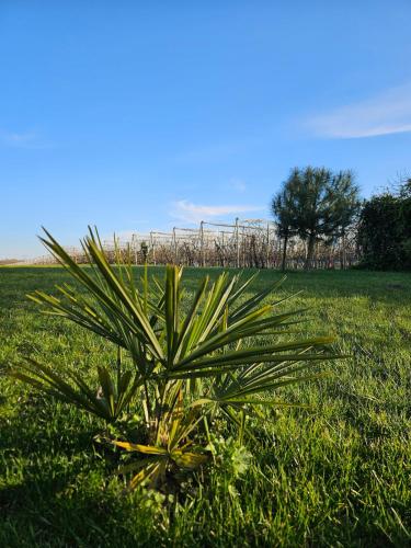un petit palmier au milieu d'un champ dans l'établissement Le Nid Suspendu, à Parçay-les-Pins