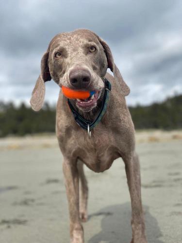 a brown dog holding a orange frisbee in its mouth at Haida Gwaii Glamping in Tlell