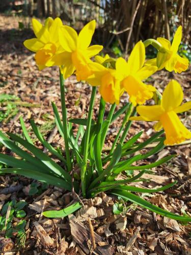 a group of yellow flowers on the ground at La petite maison in Le Bosc-Roger-en-Roumois