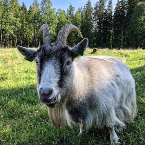a goat standing in the grass in a field at Smålandstorpets lanthotell in Hok