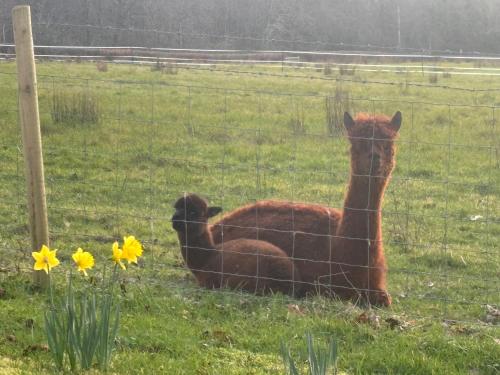 a llama sitting in a field next to a fence at Arch House in Florencecourt