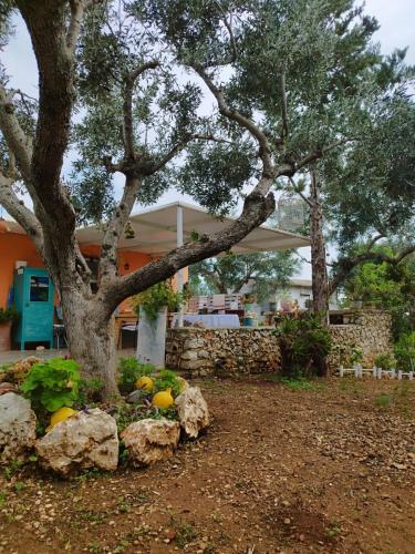 a tree and rocks in front of a house at Jenoa, sealight house in Agios Nikolaos