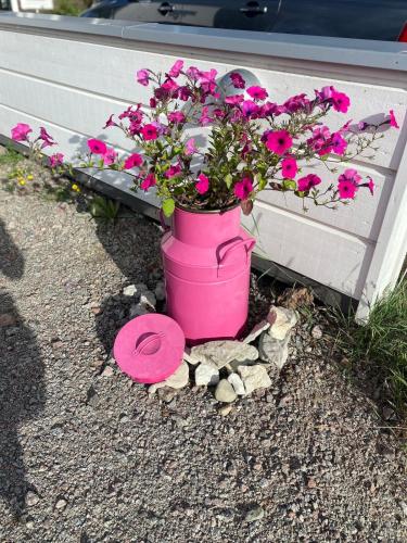 a pink bucket filled with pink flowers on the ground at Bolmen in Färjestaden