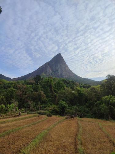 a mountain in the middle of a field with trees at Eco Lodge Meemure & Adventure Park in Meemure