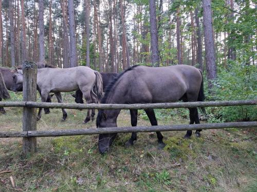 three horses grazing in a field near a fence at Dom z Duszą w Centrum Zwierzyńca in Zwierzyniec