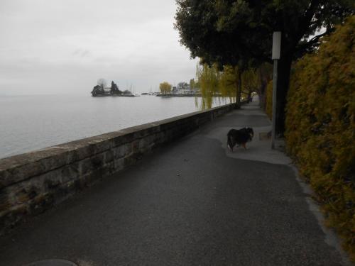 a dog walking down a sidewalk next to a body of water at Appartment Kieper in Clarens