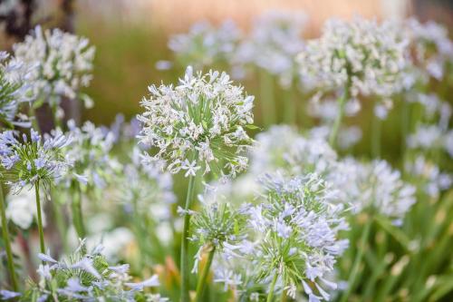 a bunch of white flowers in a field at Casa Anamaria Hotel in Ollers