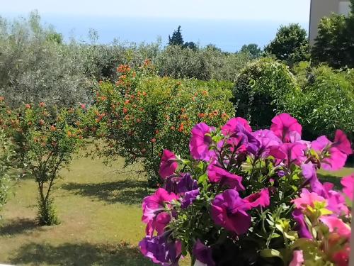 a bunch of flowers in a field of bushes at TAMMY'S GARDEN HOUSE in Leptokaria