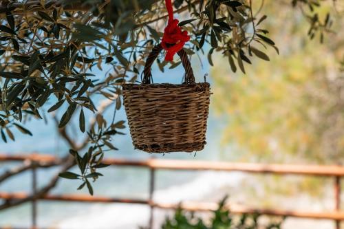 a basket with a red flower in it hanging from a tree at Aegean Heaven in Samos