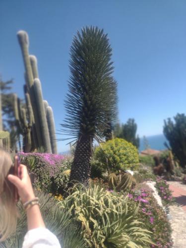 une personne prenant une photo d’un cactus dans l'établissement Loft 43, à La Trinité