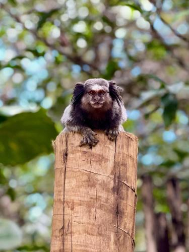 a small monkey sitting on top of a piece of wood at Pousada Canto Feliz in Serra do Cipo