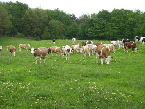 a herd of cows grazing in a field of grass at Holiday home Hirtenkate Apartment 1 in Gödenstorf