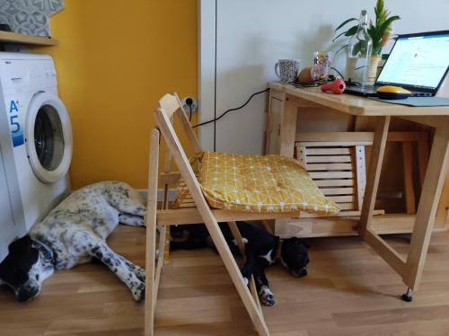 a dog laying on the floor next to a desk at Lovely Studio with a Balcony in Sinemorets