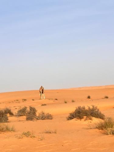 a camel walking in the desert at The Only Tent in Al Raka