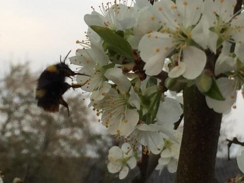 a bumble bee flying past a tree with white flowers at Alte Heimat in Schwegenheim