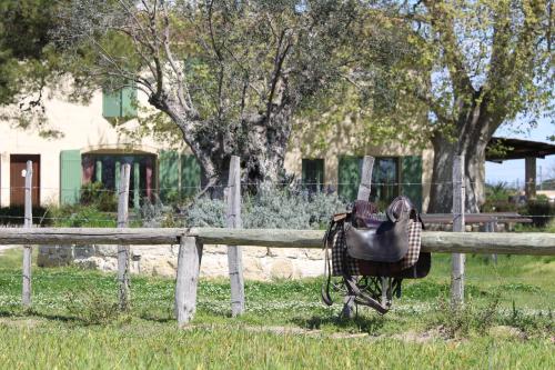 Άλλα ζώα σε αυτό το bed & breakfast ή στη γύρω περιοχή