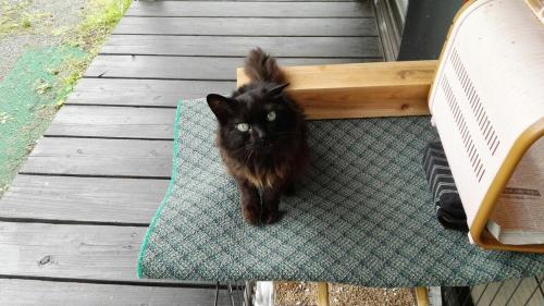 a black cat sitting on a mat on a chair at 奄美大島 龍郷町 体験の宿 こうりゅう館 in Tatsugo