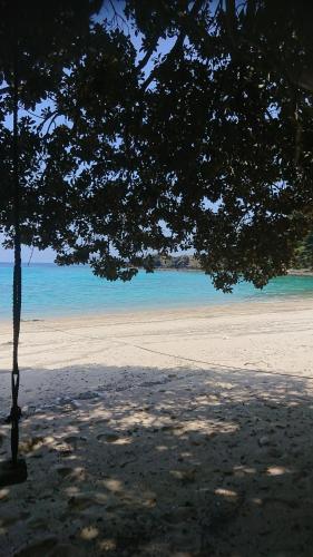 a tree on a beach with the ocean in the background at 奄美大島 龍郷町 体験の宿 こうりゅう館 in Tatsugo