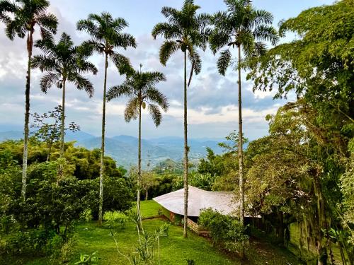 a hammock in a forest with palm trees at Aldea Sabatinga in Manizales