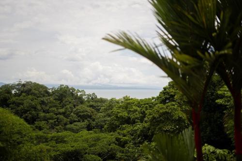 a view of the ocean from the forest at Puravidovo, ocean view, hill side in Golfito