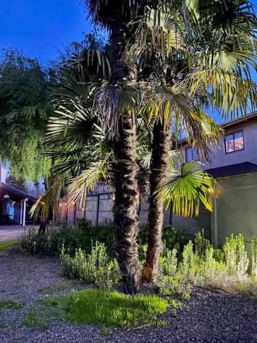 a palm tree in front of a building at Casa Maitén Chillán - Hermosa Gran Ubicación in Chillán