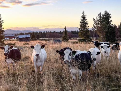 a group of cows standing in a field at 4 star holiday home in gol in Gol