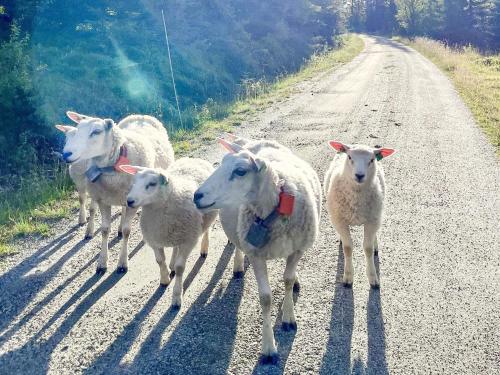 a group of sheep walking down a dirt road at 4 star holiday home in gol in Gol