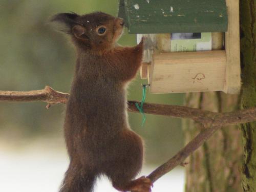 a squirrel is standing on a bird feeder at Chalet Escape in Antwerp in Beulk