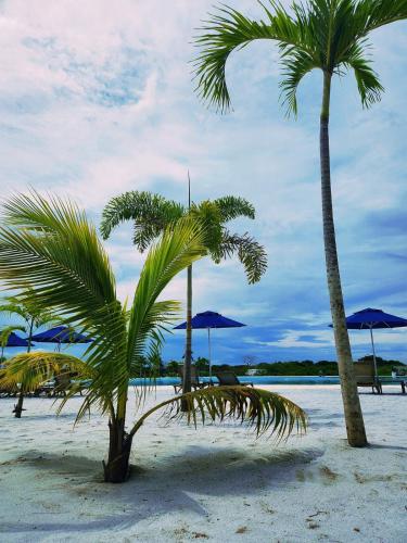 two palm trees and umbrellas on a beach at Con jacuzzi privado, laguna y Paddle board in Cartagena de Indias