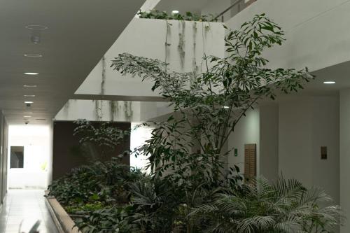 a hallway with a bunch of plants in a building at Con jacuzzi privado, laguna y Paddle board in Cartagena de Indias